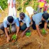 plant _tree